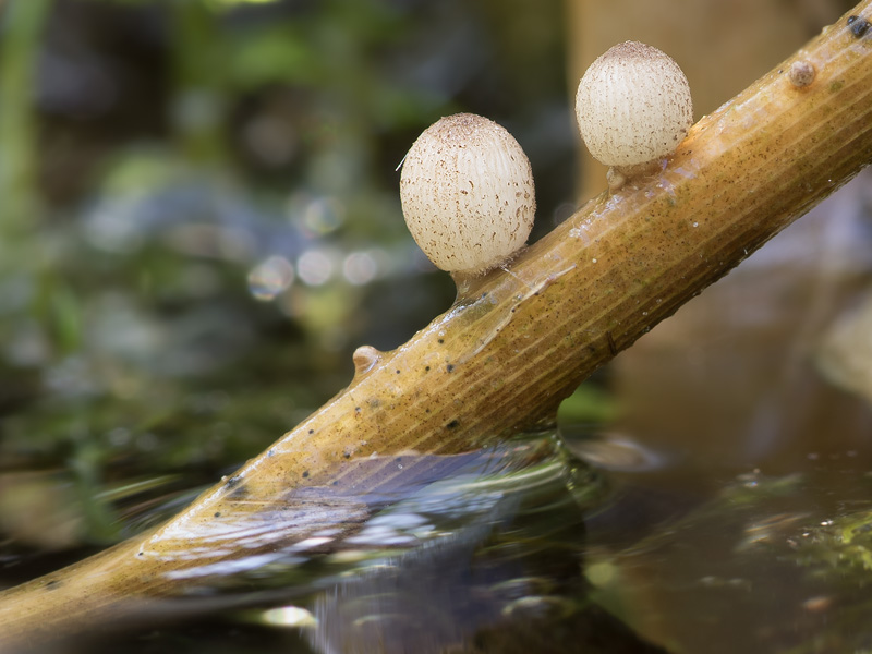 Coprinopsis kubickae